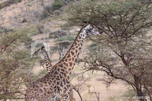 Picture of Masai giraffe in Serengeti National Park Tanzania